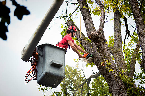 Best Leaf Removal  in Honesdale, PA